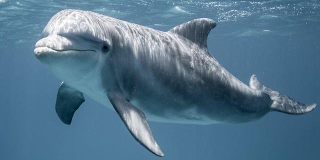Russia deploys trained dolphins to guard Black Sea naval base, satellite images show