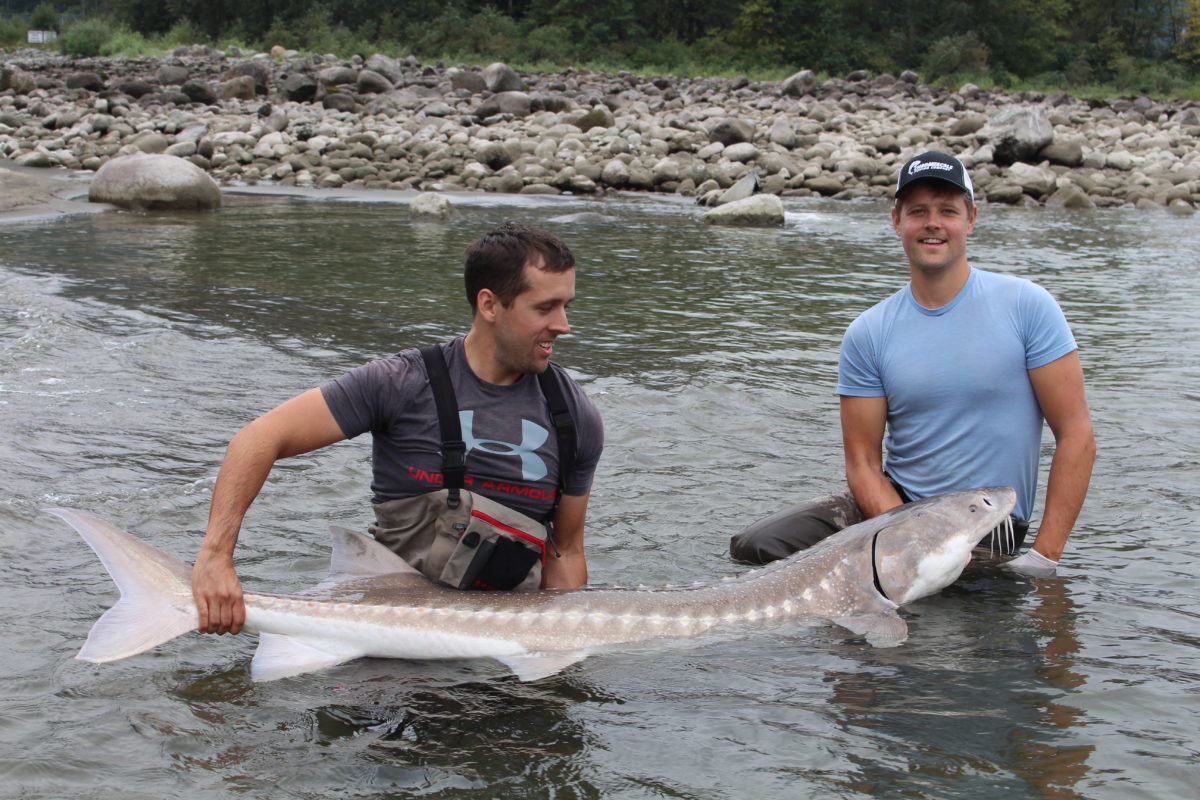 Alberta man catches massive ‘living dinosaur’ on Fraser river