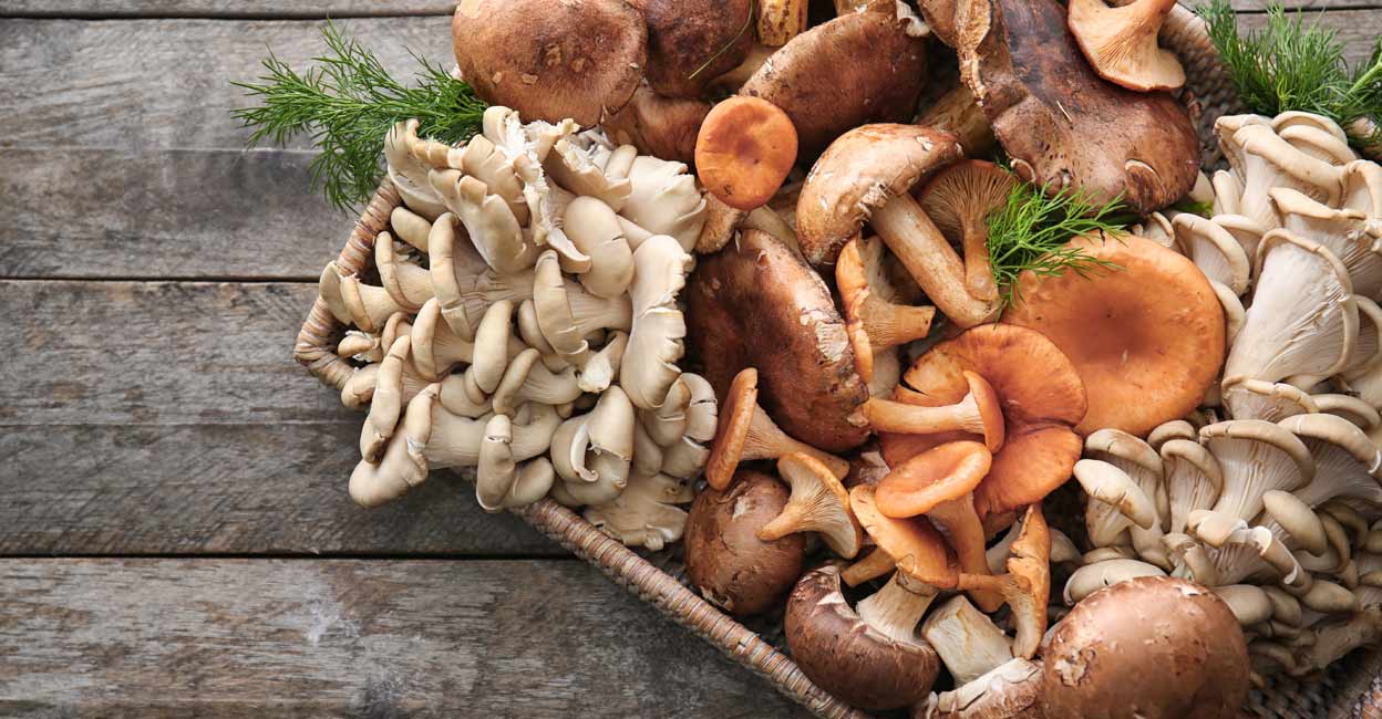 Mushrooms can talk to each other and recognize up to 50 words, researcher suggests