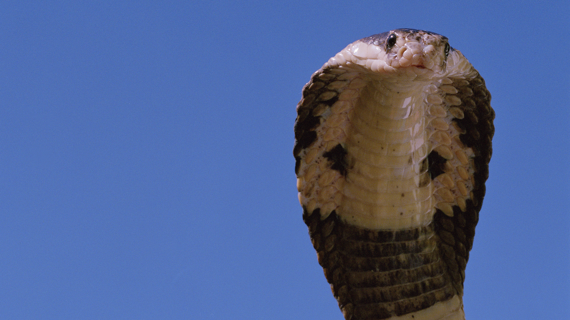 One-fifth of reptiles worldwide face risk of extinction