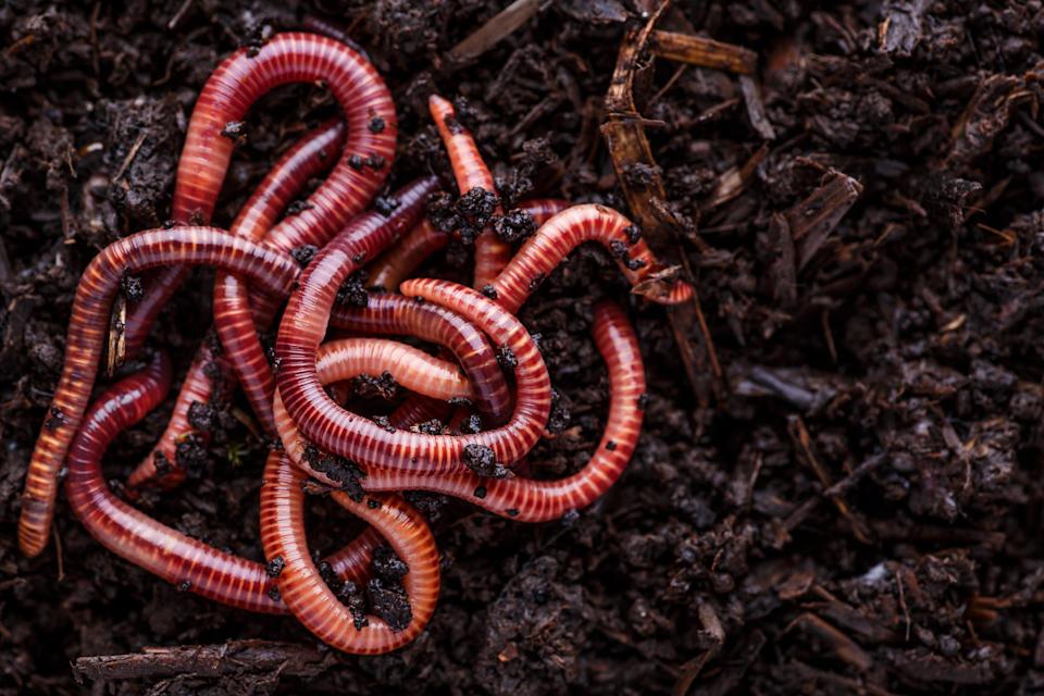 Jumping worms are causing devastation in the US