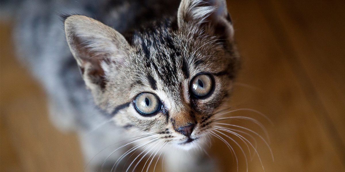 Greece: Man who kicked a cat into the sea arrested, likely to face 10 years in prison