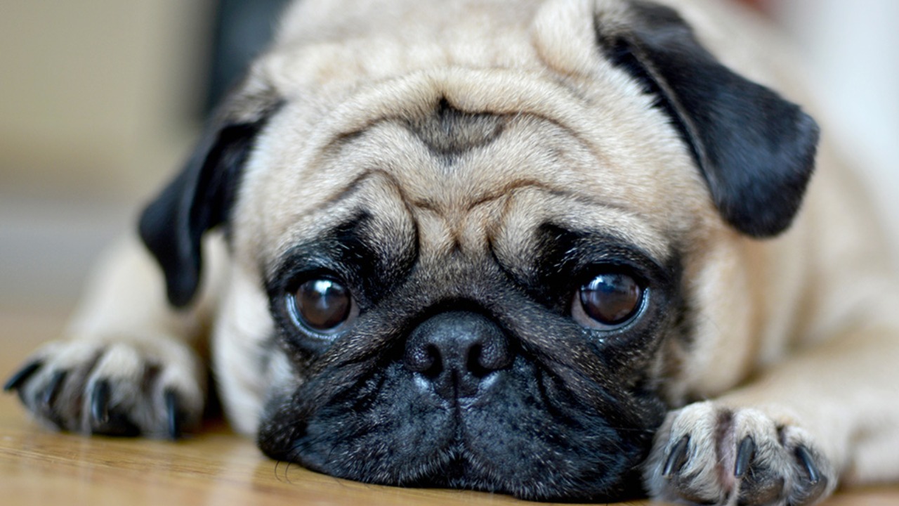 Pugs ‘no longer considered a typical dog’ due to high health risks