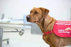 Sniffer dogs more effective than actual testing for detecting COVID-19 virus: Study