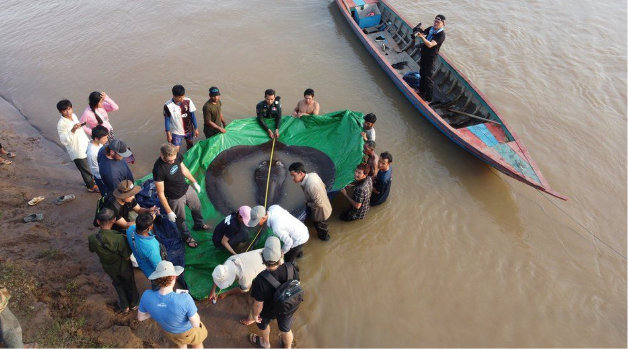 World’s largest freshwater fish found in the Mekong