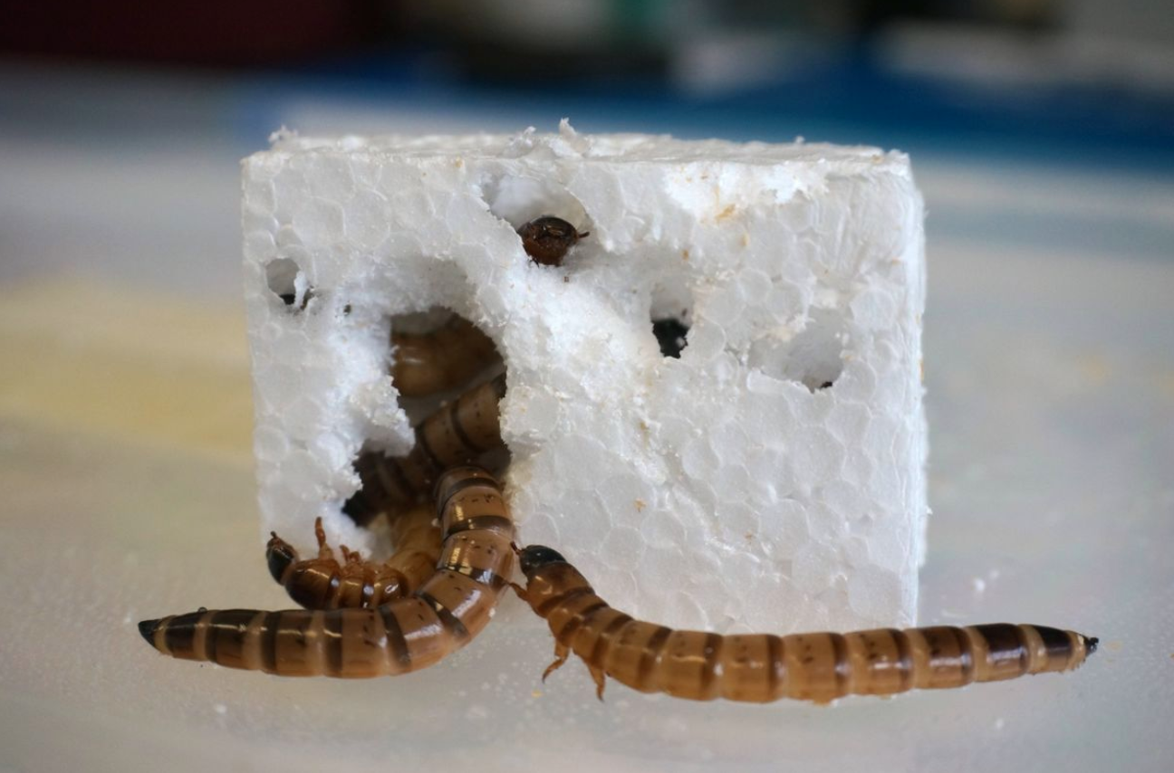 Scientists discover “Superworms” capable of munching through plastic waste