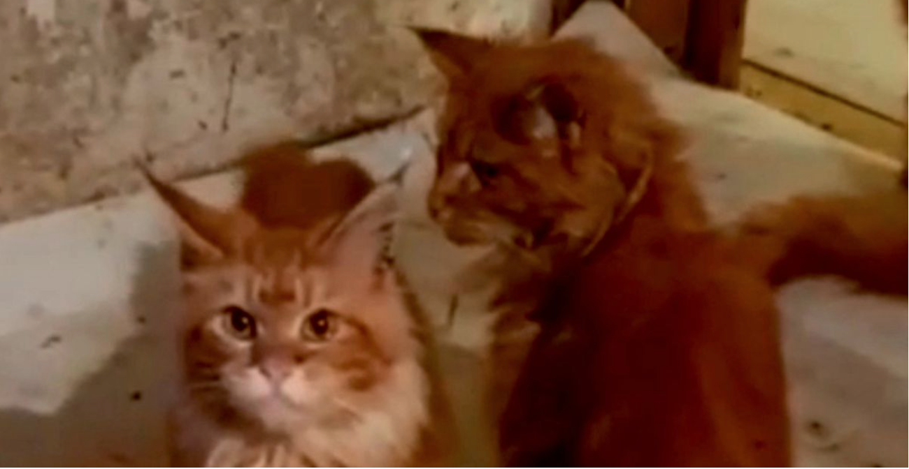 Russia: Body of woman eaten by 20 Maine Coon pet cats after she died at her residence