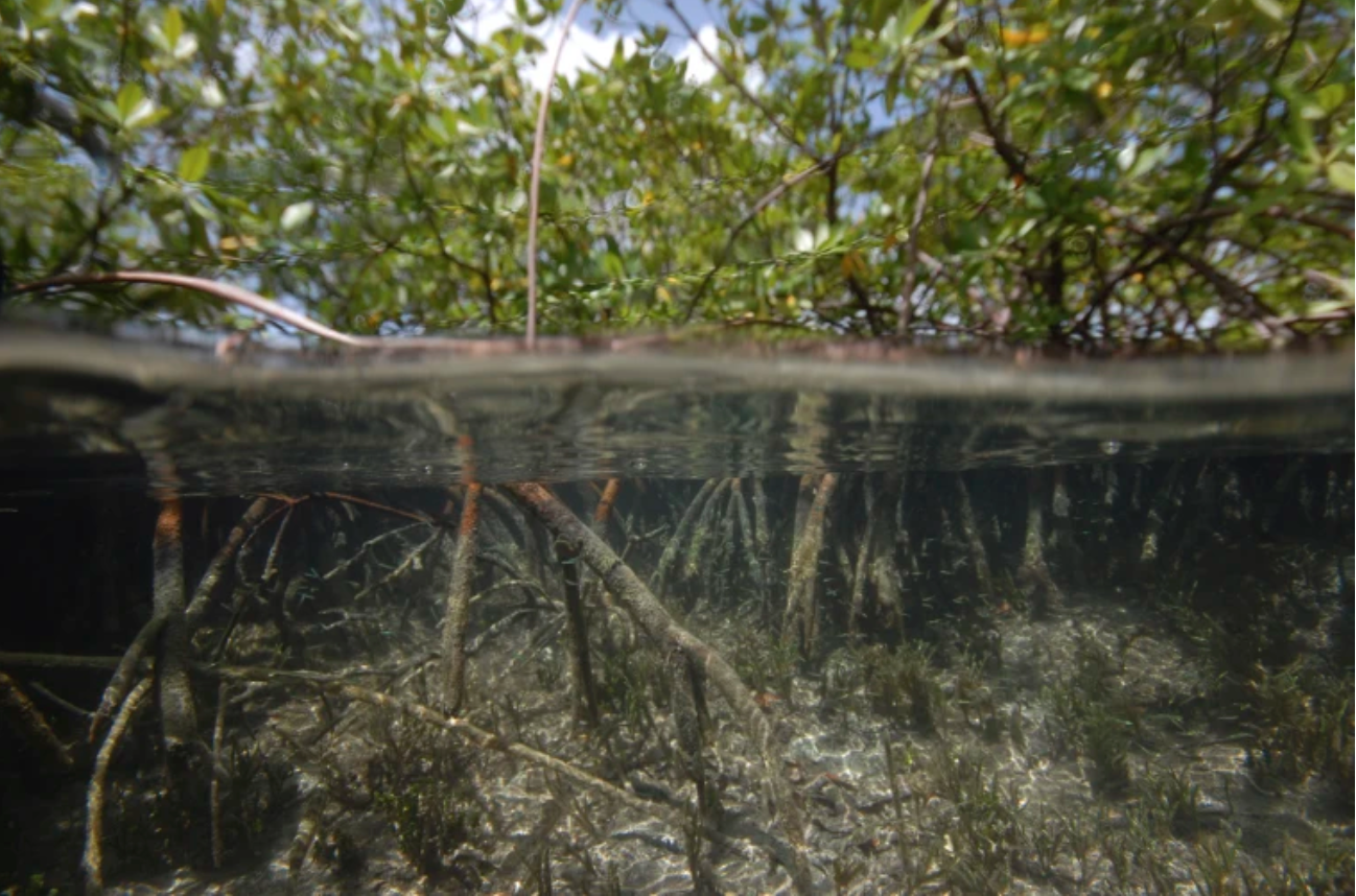The world’s biggest bacterium found in Caribbean mangrove swamp, visible to the naked eye