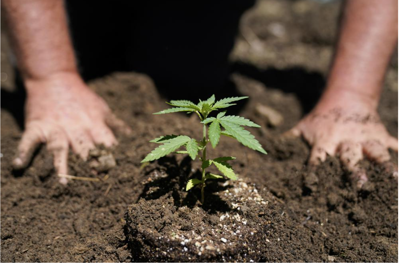New York’s 1st legal marijuana crop sprouts under the sun