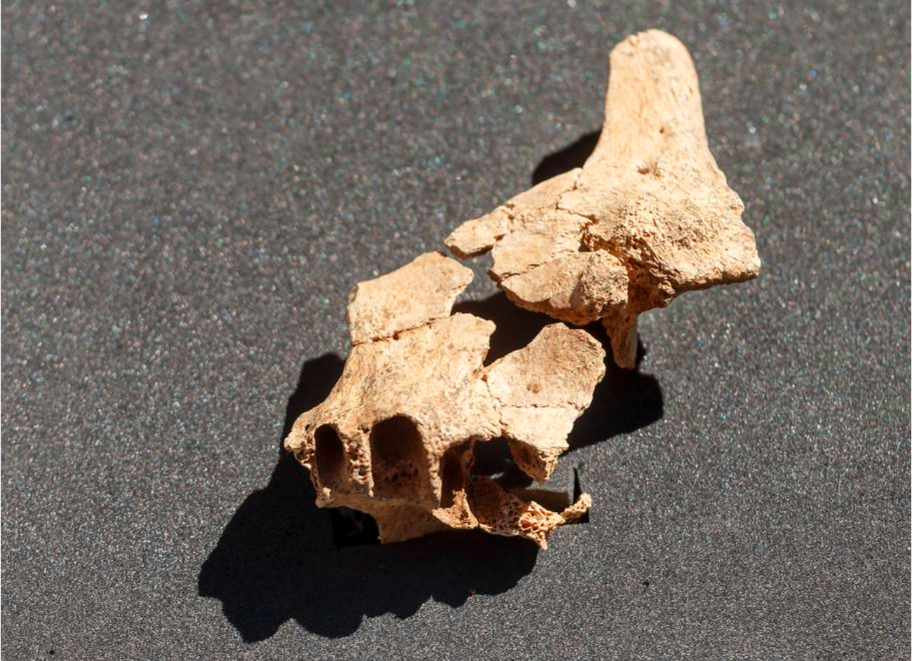 Oldest European human fossil possibly found in Spain