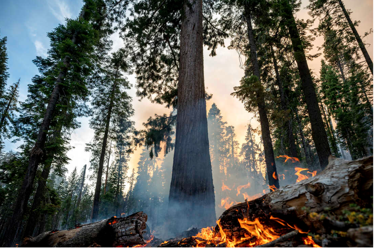 California wildfire threatens giant sequoia trees in Yosemite National Park