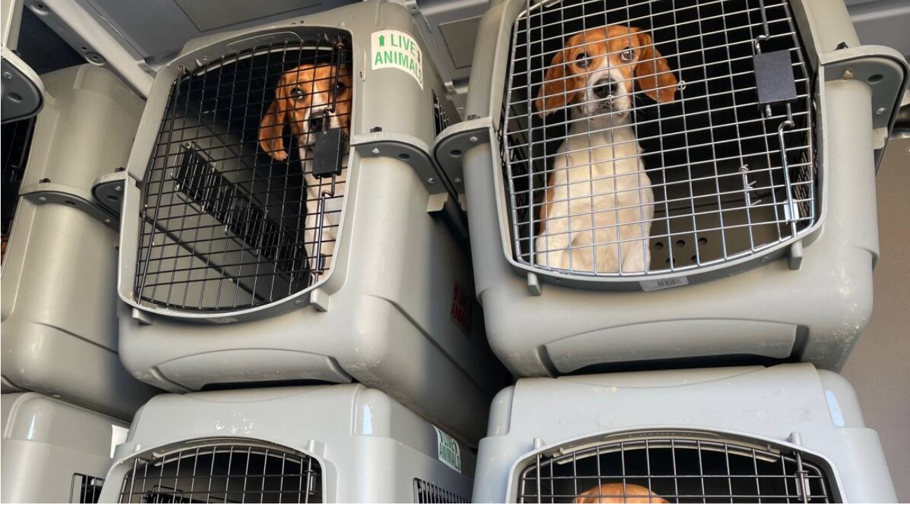 4,000 beagles rescued from a Virginia dog breeding facility after several animal welfare violations, will go up for adoption