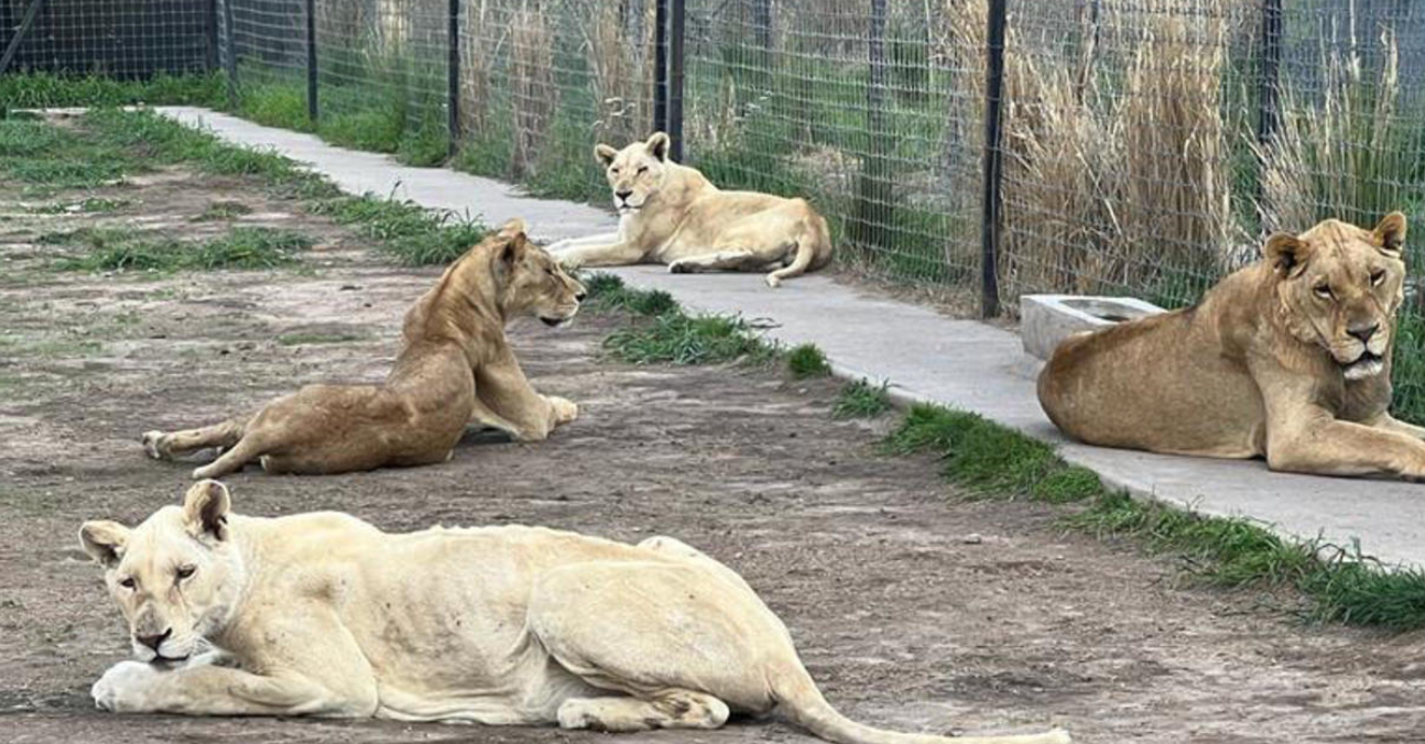 Mexico shuts down wild animal sanctuary after animal cruelty