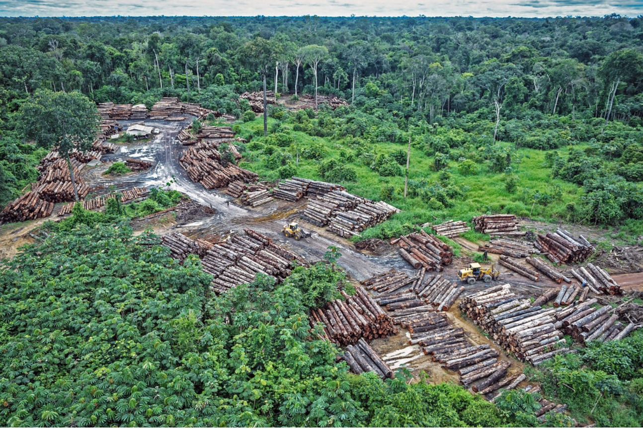 Brazilian Amazon lost 18 trees per second in 2021, study reveals