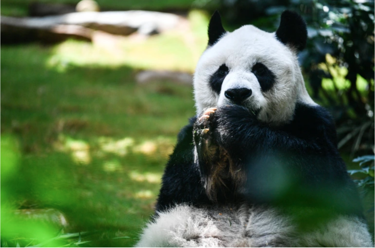 World’s oldest male giant panda ‘An An’ dies at age 35