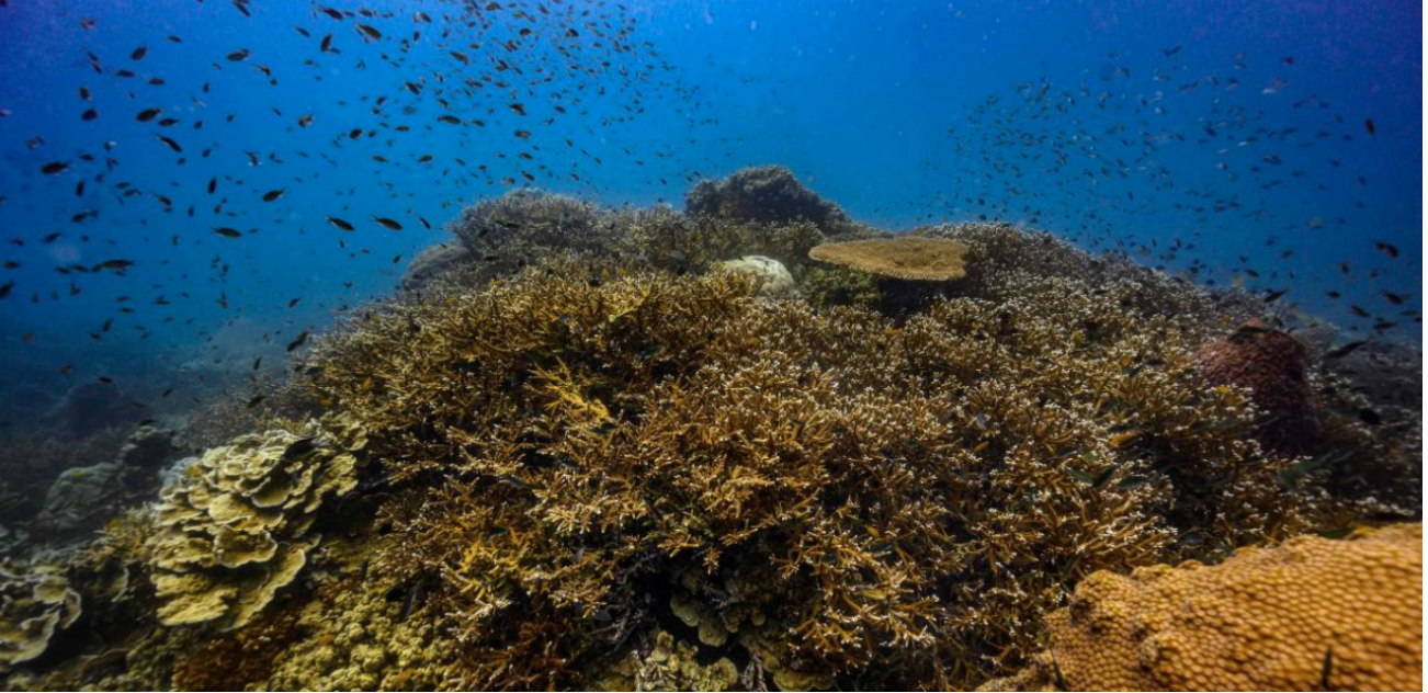 More than 30 new species discovered living at the bottom of the ocean