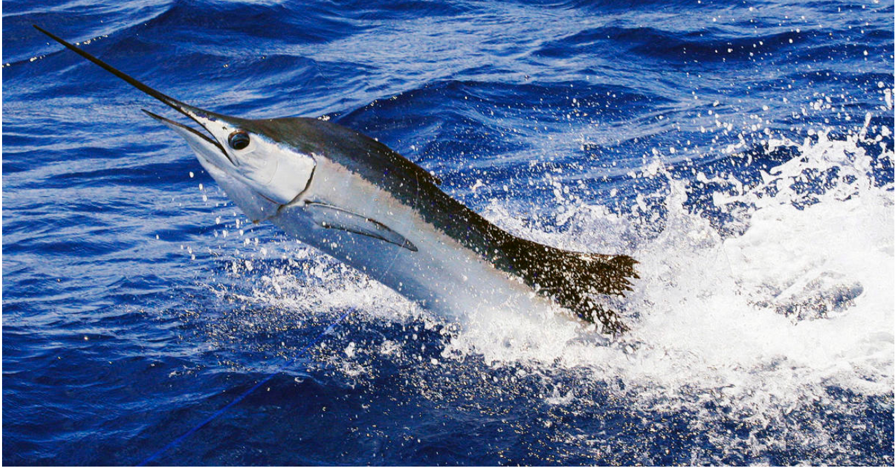 100-pound sailfish leaps out of water, stabs woman on a boat off Florida coast