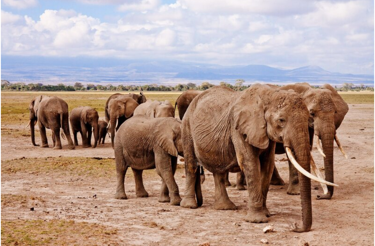 Climate change has killed more elephants than poachers: Kenyan government