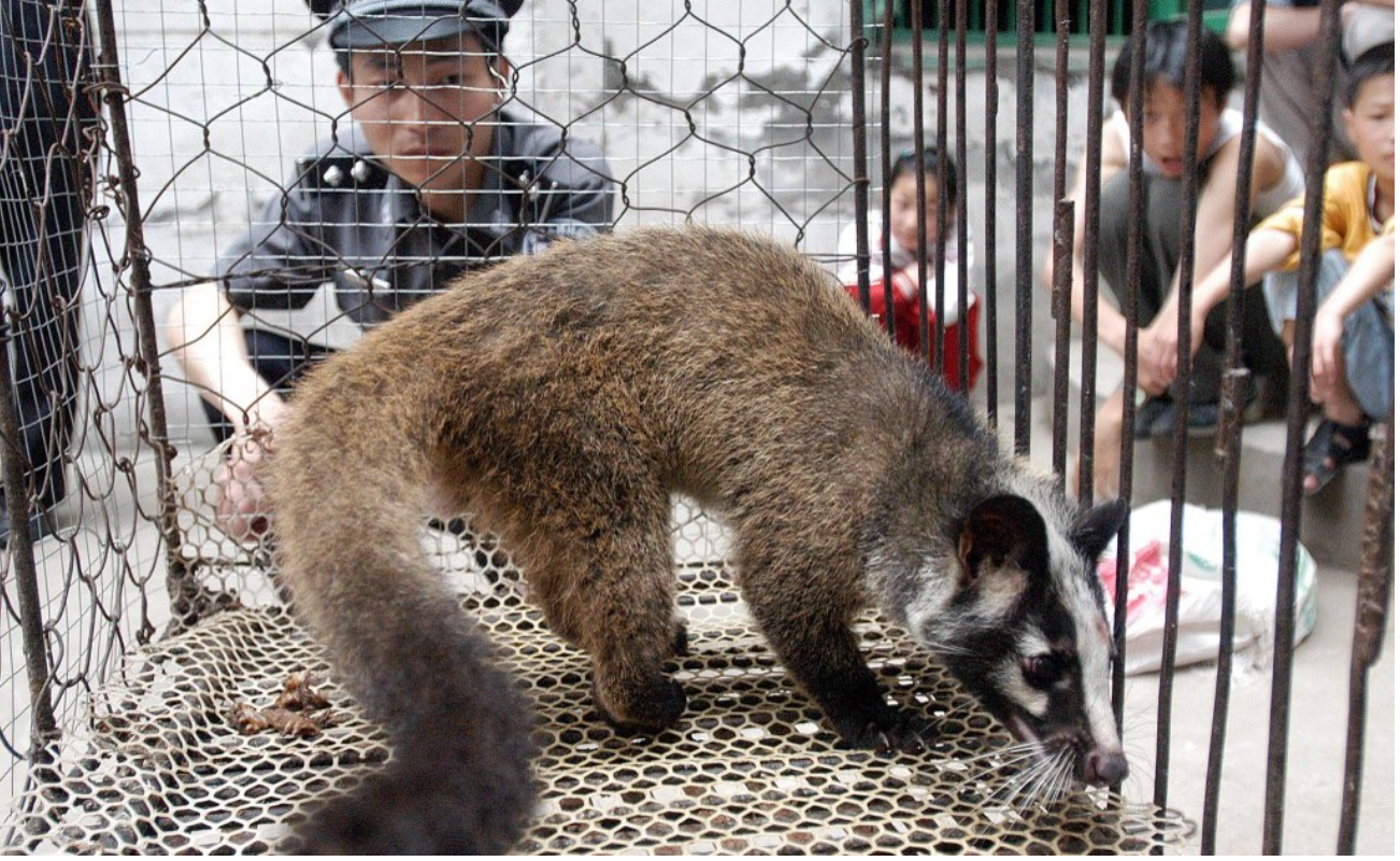 A study finds raccoon dogs as a ‘reasonable origin’ of COVID-19