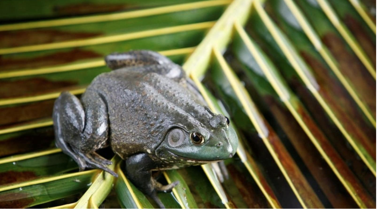 Invasive frog and snake species cost the world economy $16 billion: Study