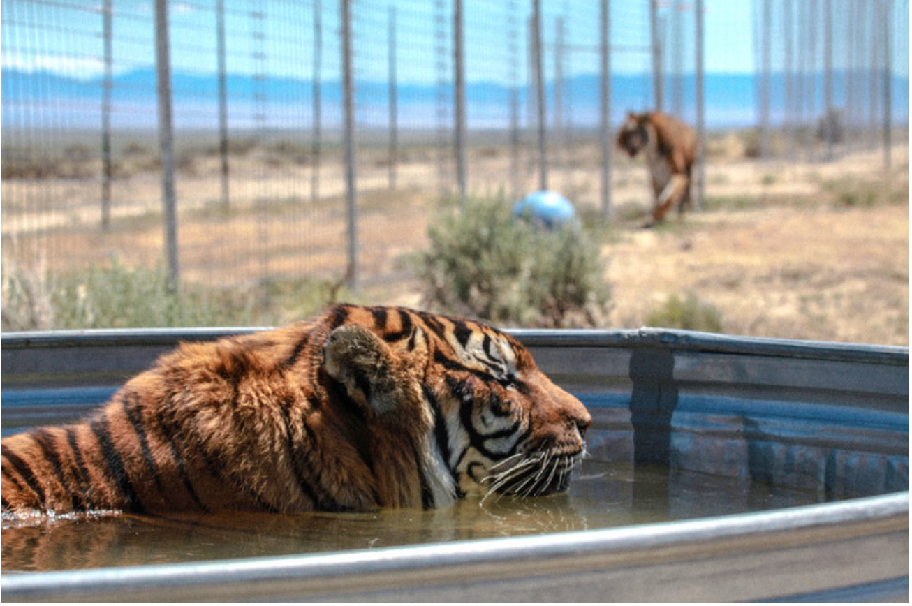 US House of Representatives passes the Big Cat Public Safety Act￼