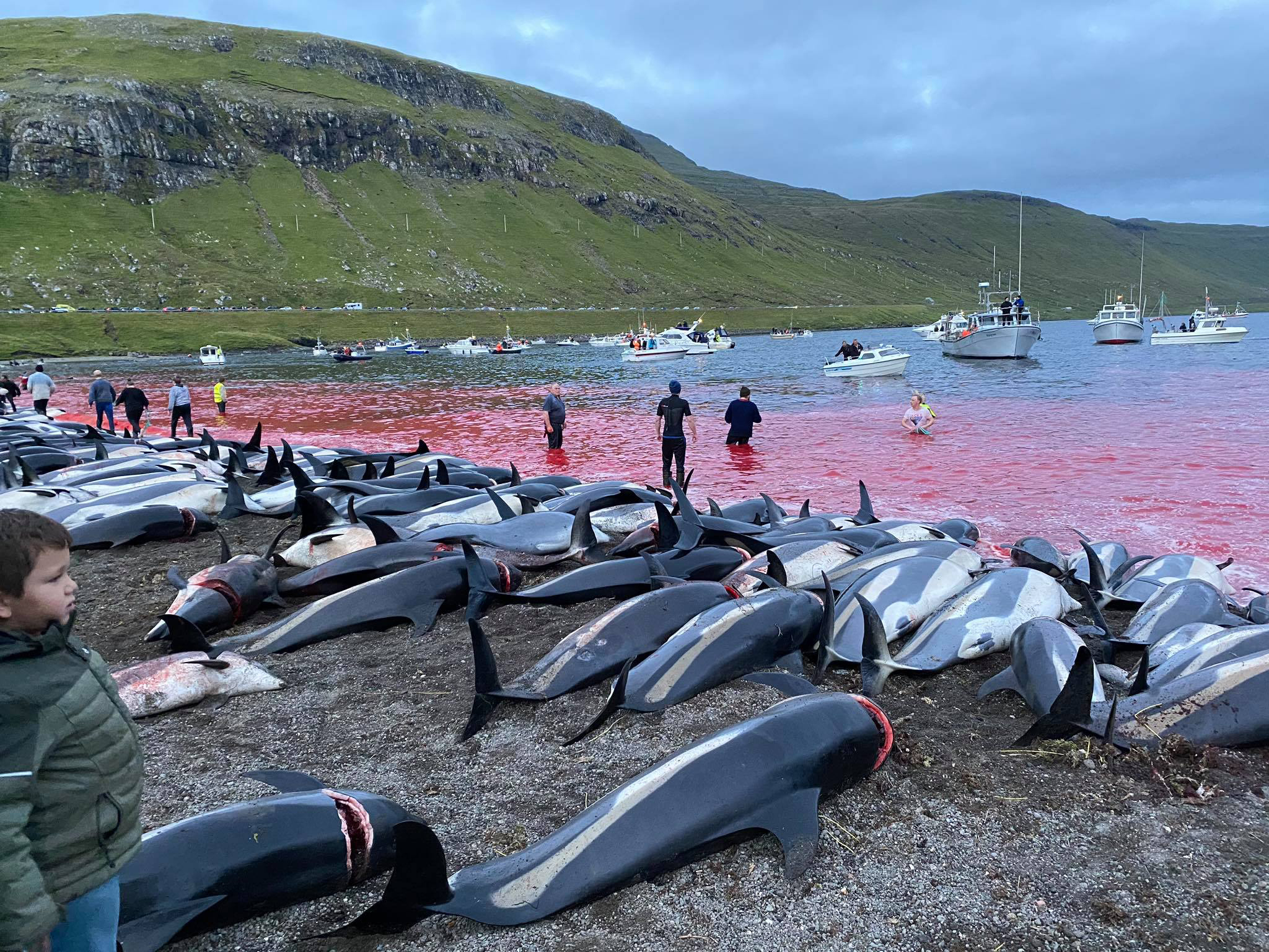 Faroe Islands to limit controversial dolphin hunt quota to 500