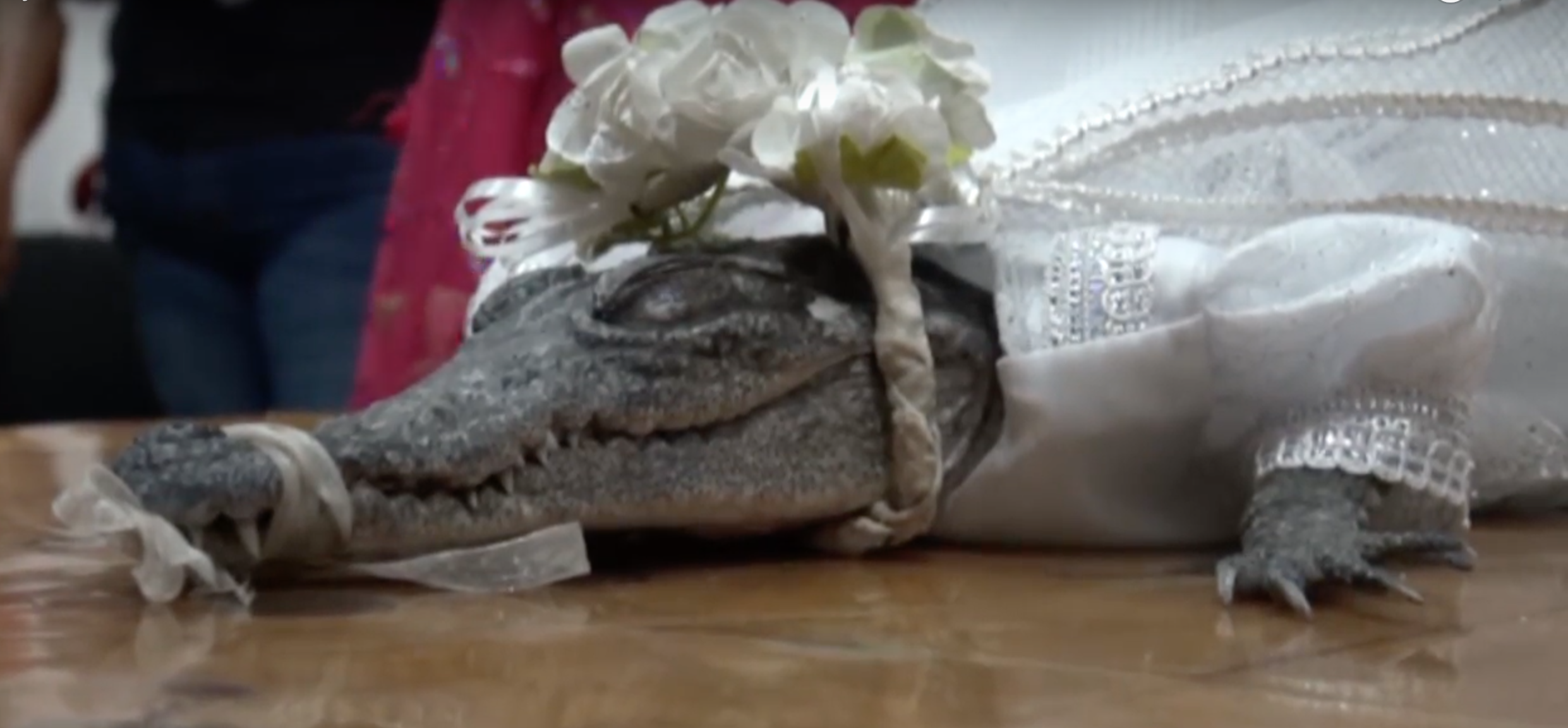 Mexican mayor marries alligator in centuries-old ritual