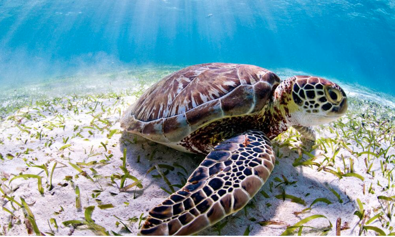 Breezy Explainer: Why 99% of sea turtle babies are now born female