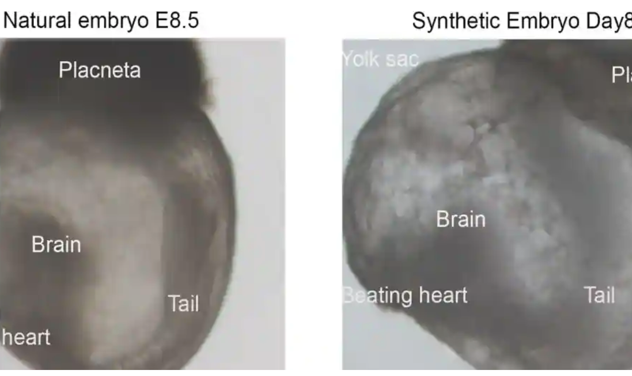 Israeli scientists create the world’s first synthetic embryo, without sperm