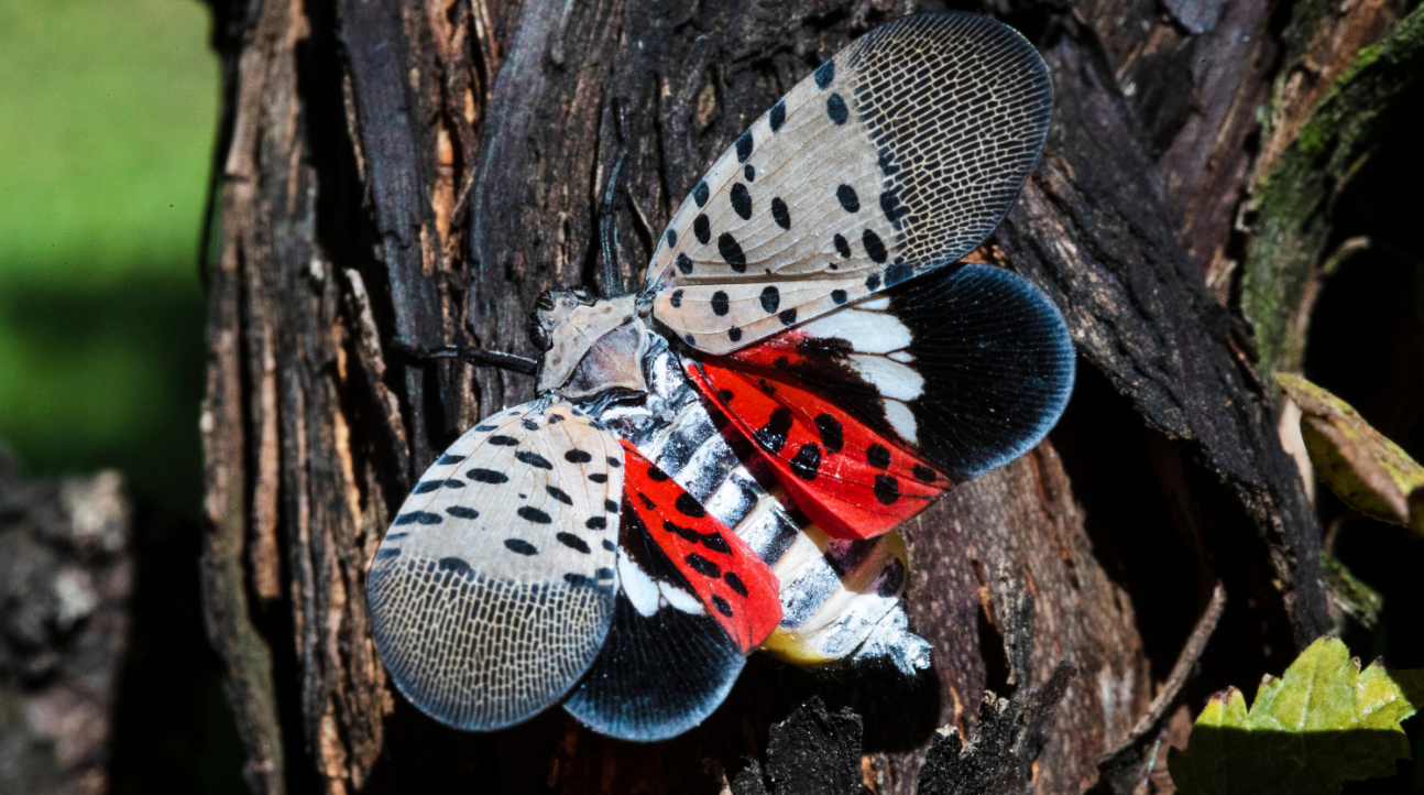 Invasive spotted lanternfly back in parts of US: Report