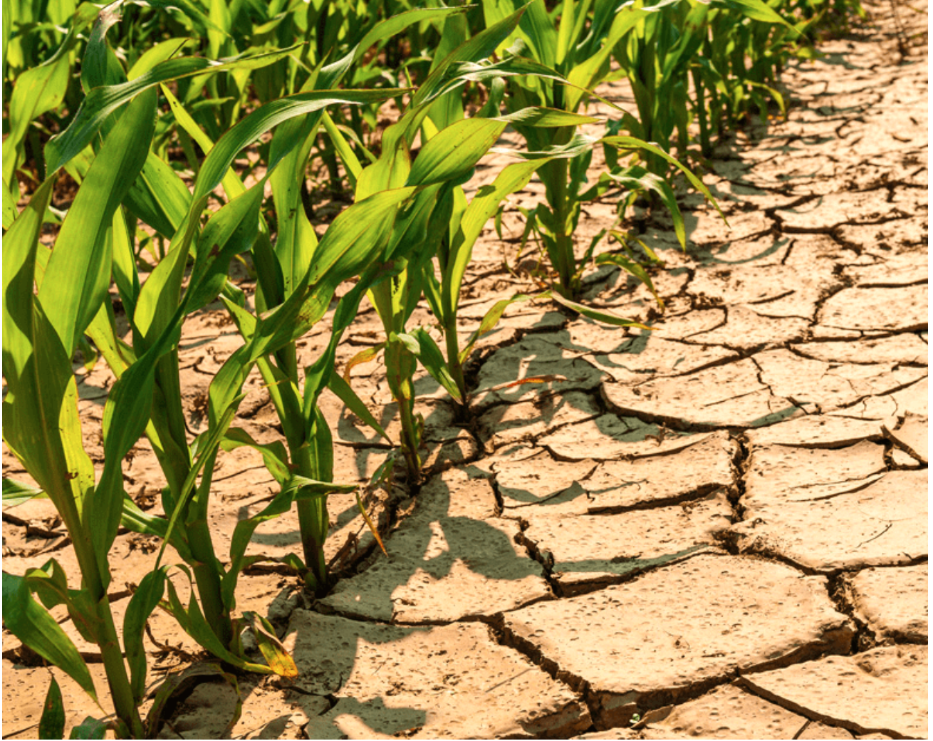 Common weed may be ‘super plant’ that holds key to drought-resistant crops