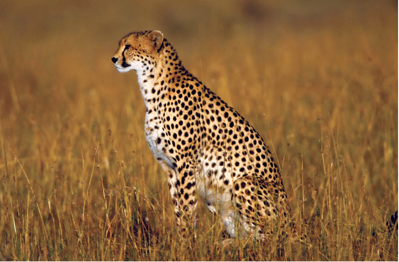 India set to become home to cheetahs after 7 decades