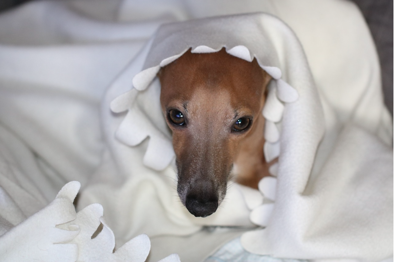 In a first, a dog contracts Monkeypox from the owners