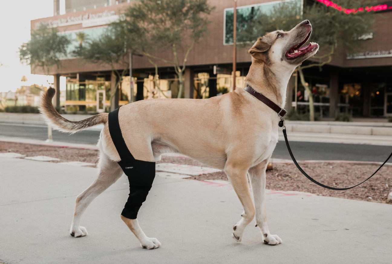 3 reasons why you should get a knee brace for your dog