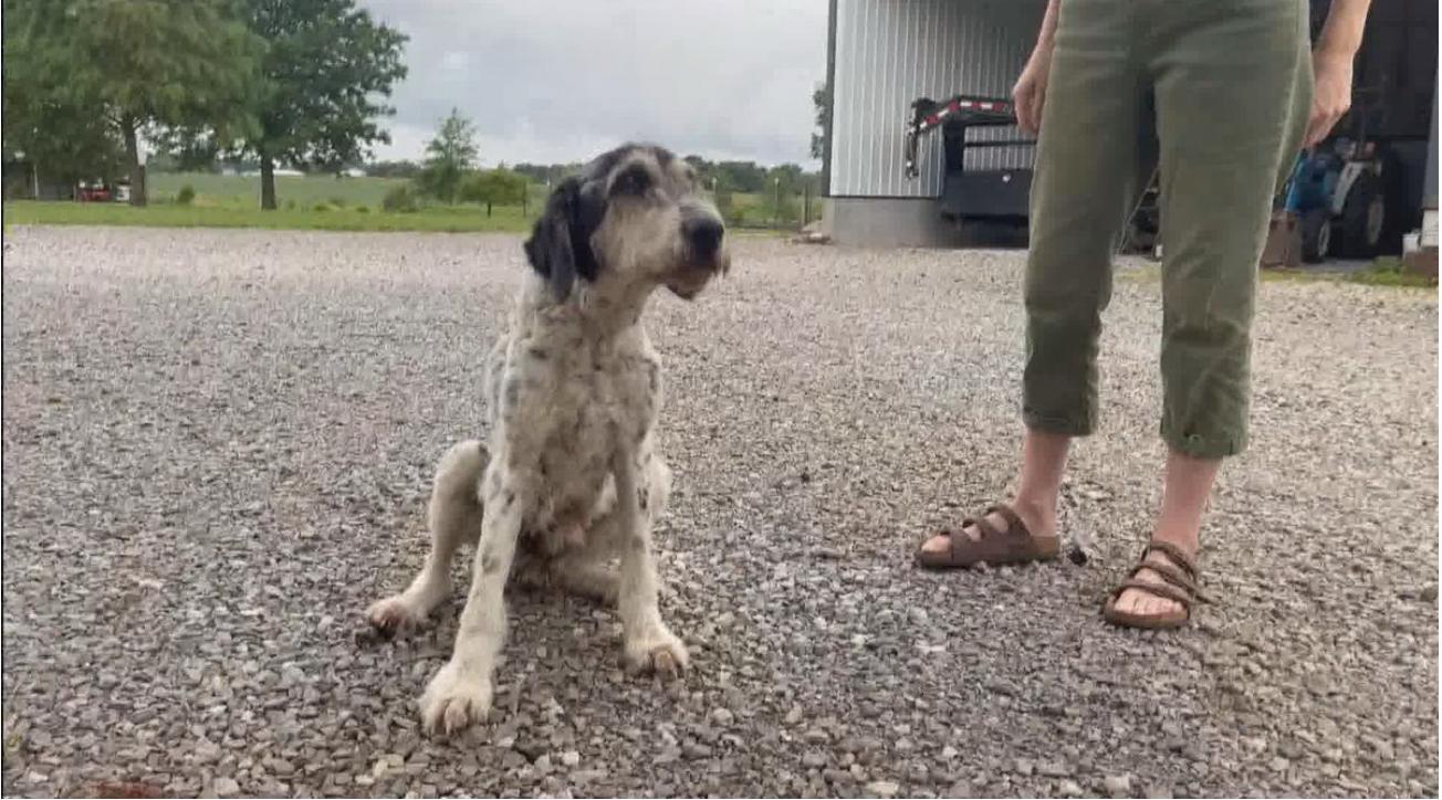 Dog missing for 2 months found alive in a cave in Missouri, rescued by explorers