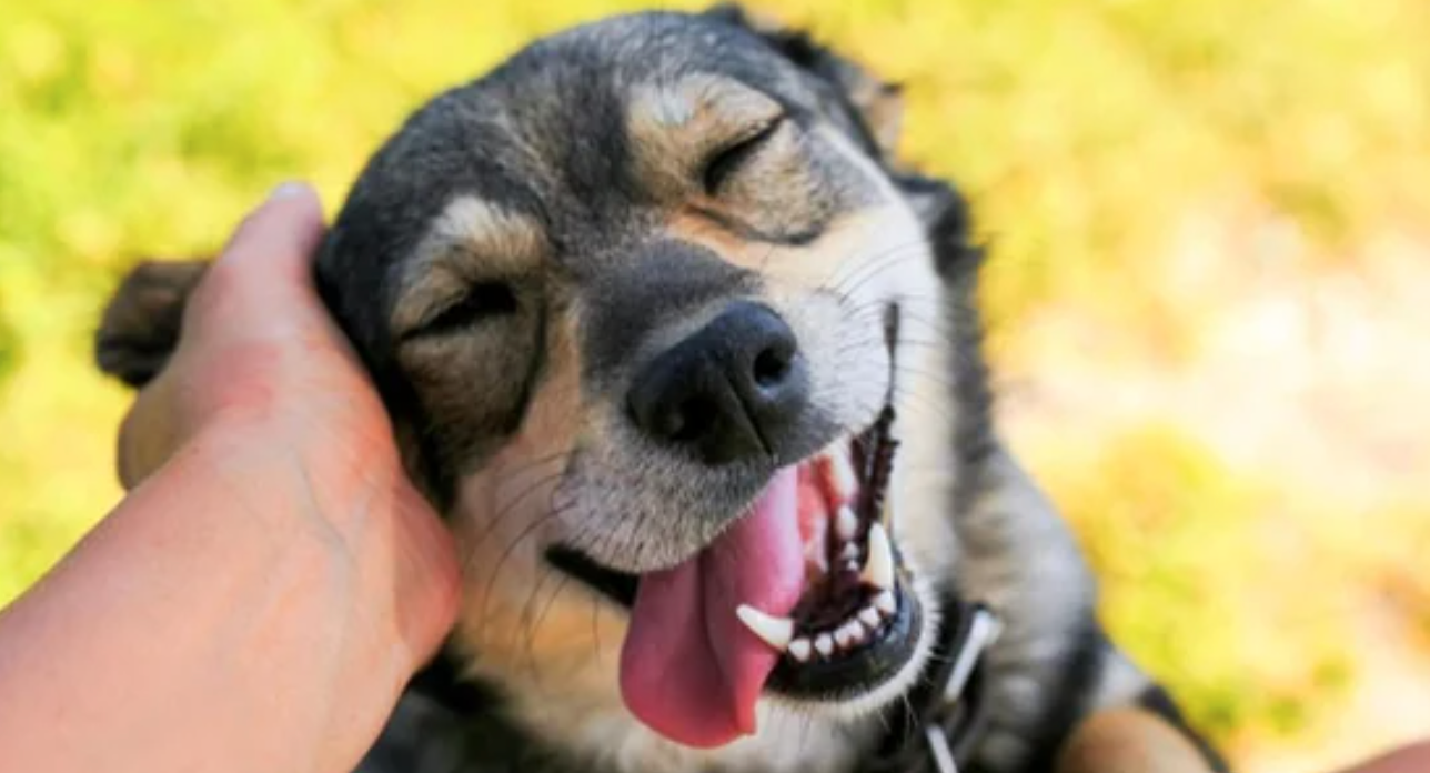 Dogs get more teary-eyed after being reunited with their owners: Study