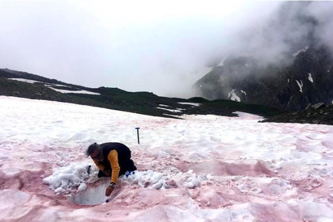 Breezy explainer: Snow blood and its link to climate change
