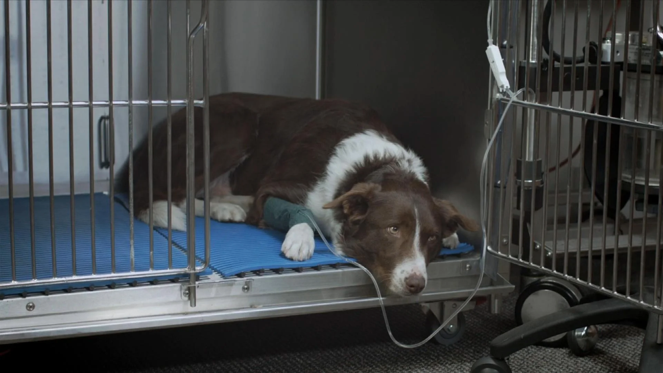 A mystery illness that killed dozens of dogs in Michigan identified