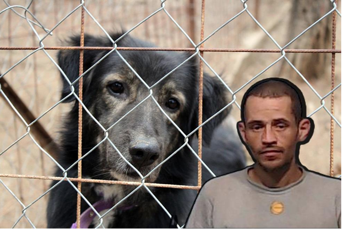 Texas man breaks into an animal shelter and frees many of its 150 dogs