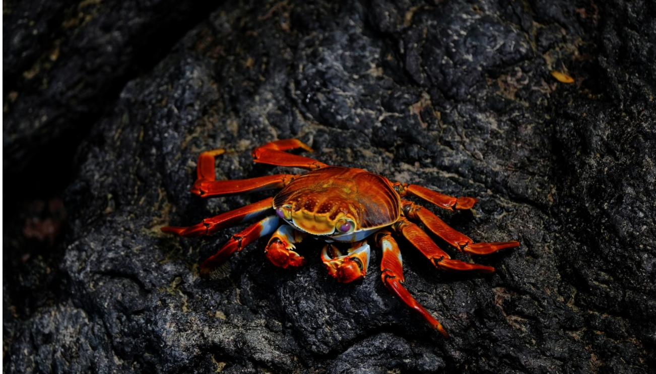 Crab and lobster shells could be used to make renewable batteries