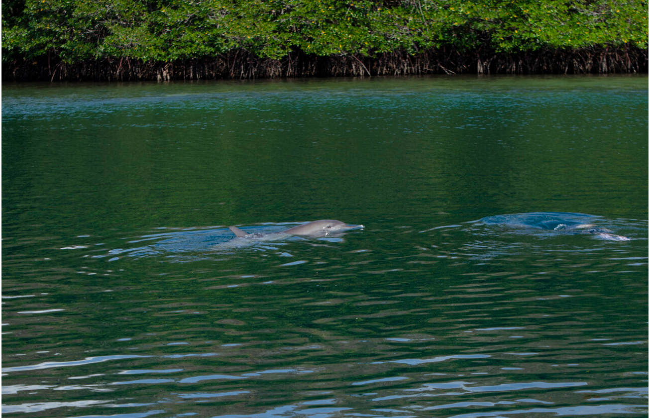 3 rescued dolphins swim free from the Indonesia sanctuary