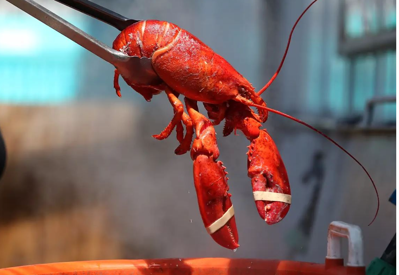 Retailers pull lobster from menus after ‘red list’ warning