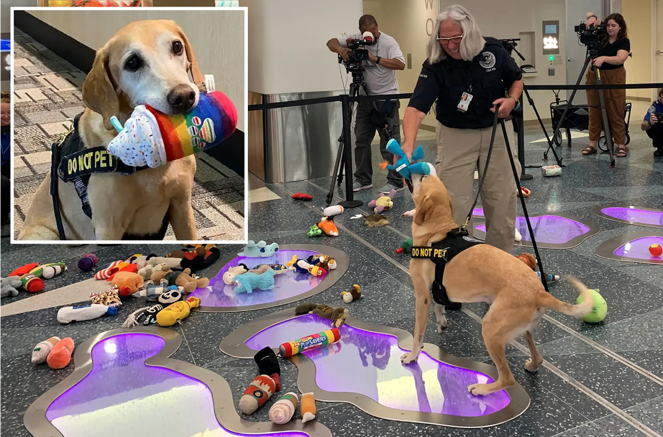 TSA’s ‘cutest canine’ retires after almost 10 years of service