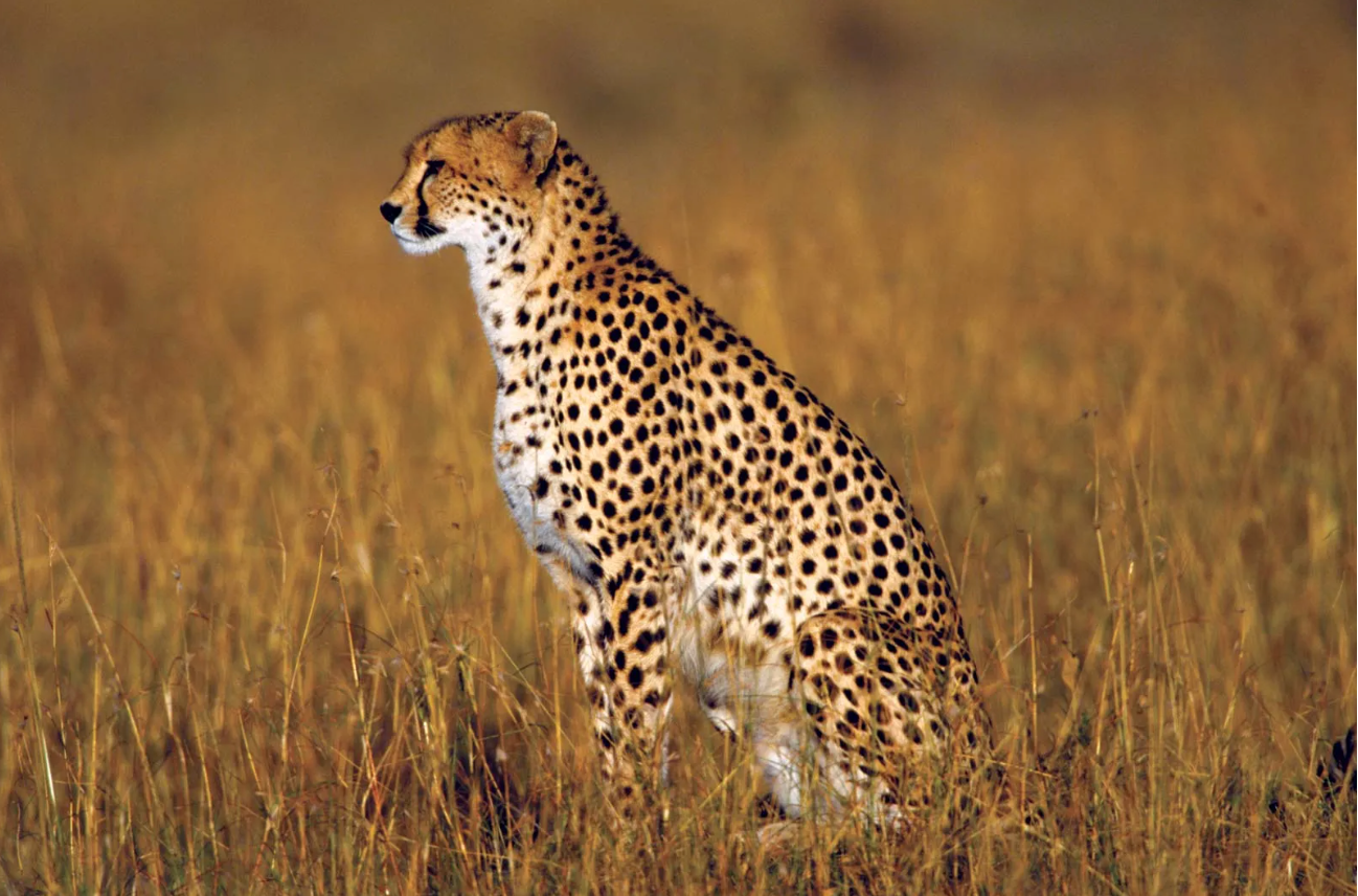 Cheetah reintroduction: Rescued female & 2 brothers among the 8 big cats coming to India