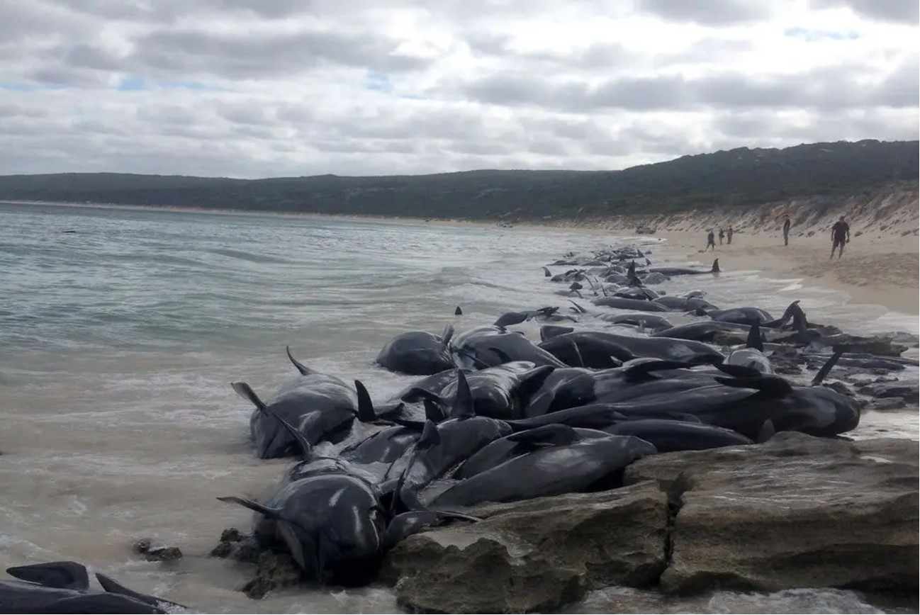 Over 200 pilot whales stranded in Australia, many feared dead