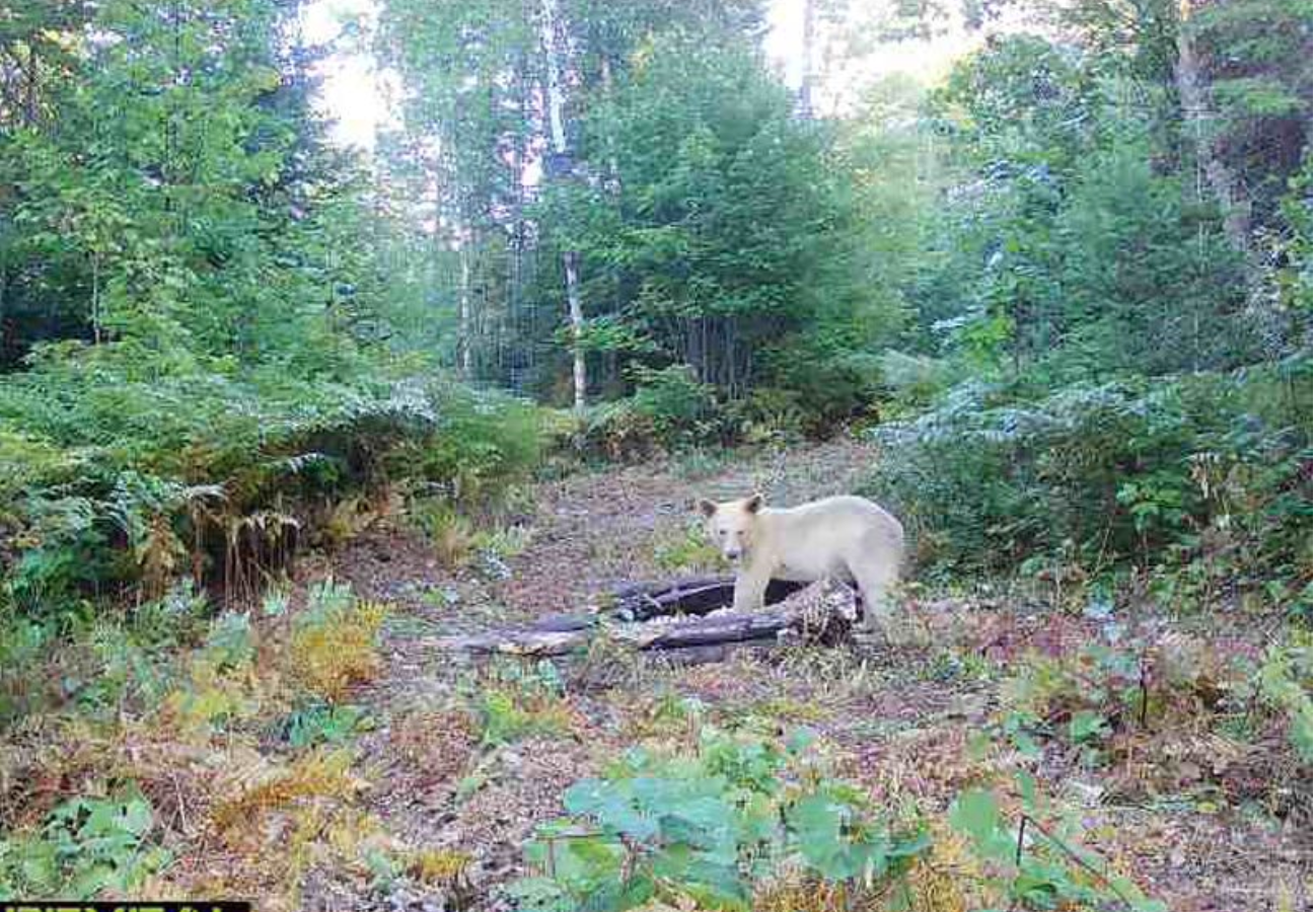 Rare ‘one in a million’ spirit bear seen frolicking on Michigan trail camera