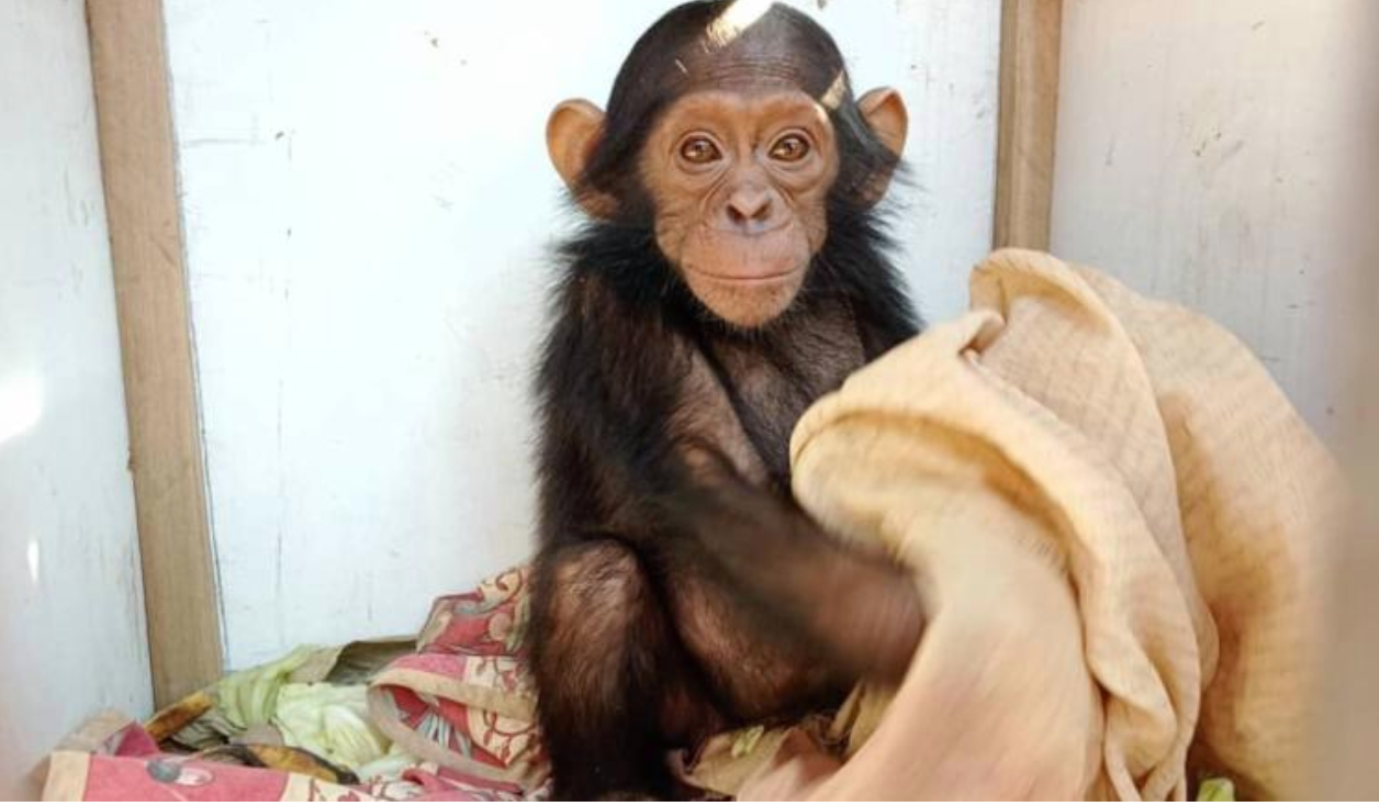 In a first, 3 baby chimpanzees kidnapped for ransom from Congo sanctuary