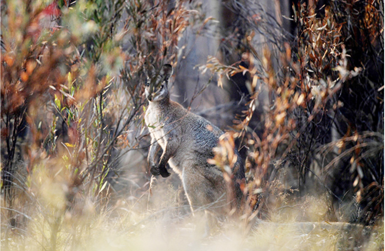 Australia to set aside at least 30% of its land mass to protect endangered species