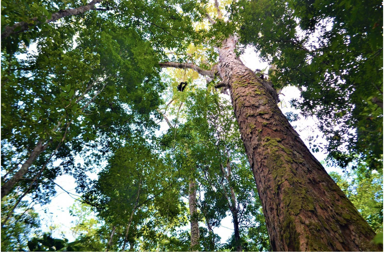Scientists reach the tallest tree ever found in Amazon