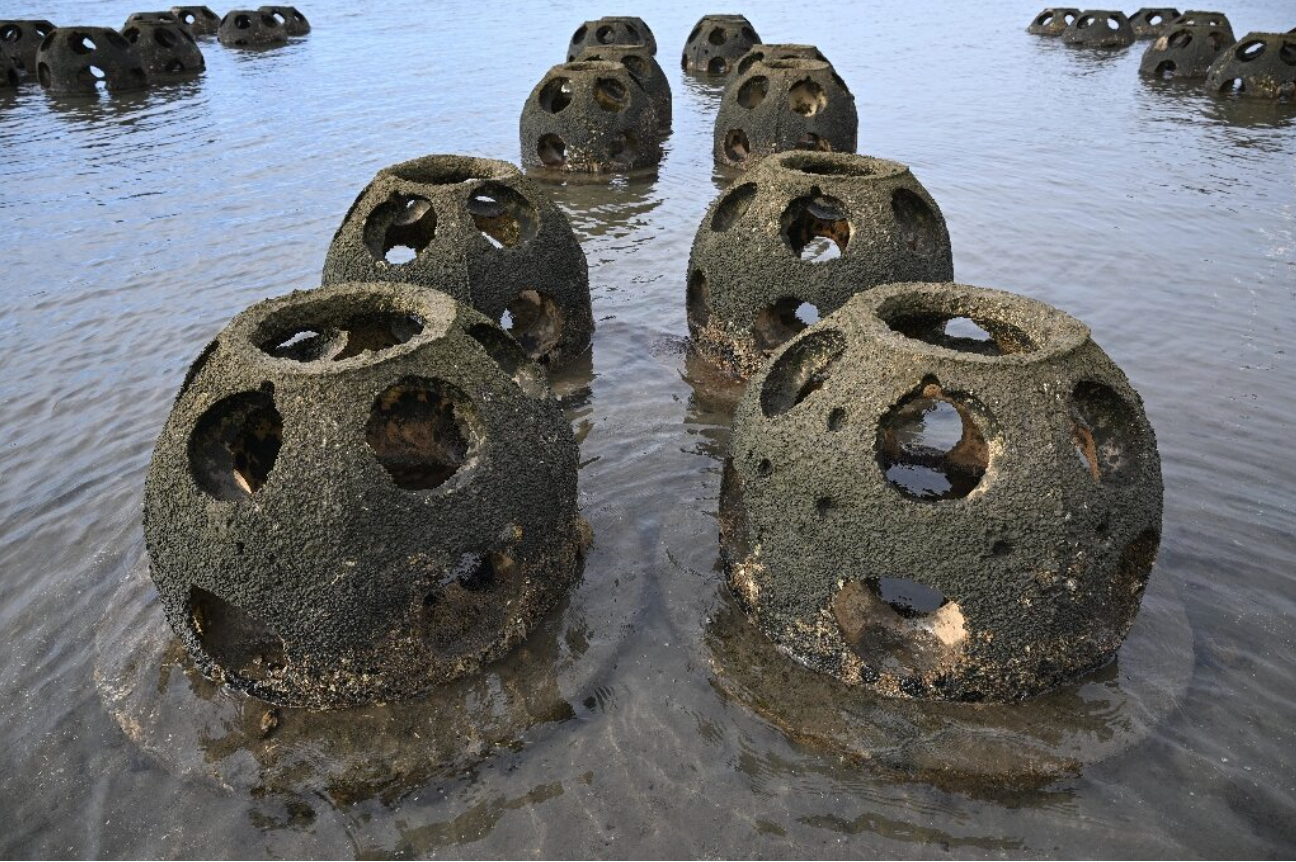 Breezy Explainer: Here’s how oysters can help in saving Californian coasts